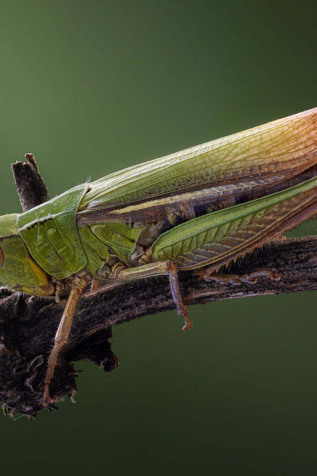 Большой зеленый кузнечик на ветке крупным планом