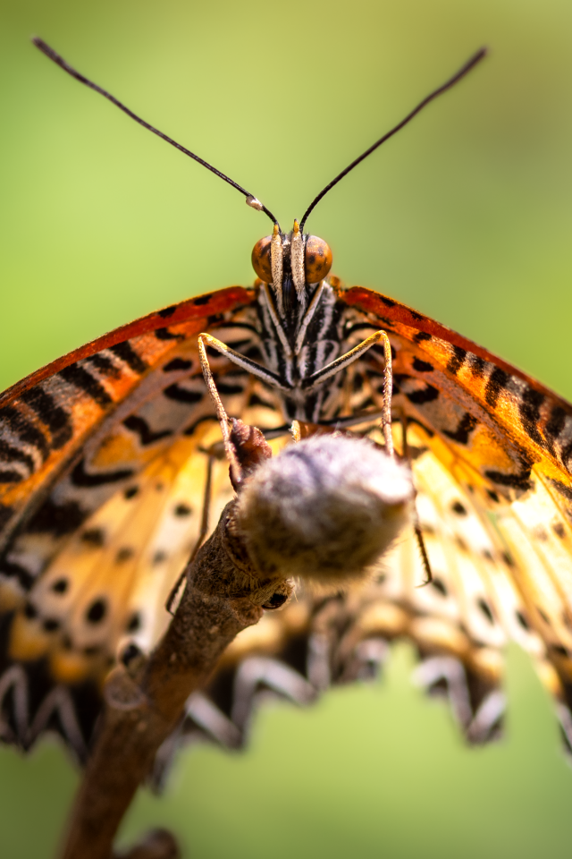 Большая бабочка златоглазка на ветке