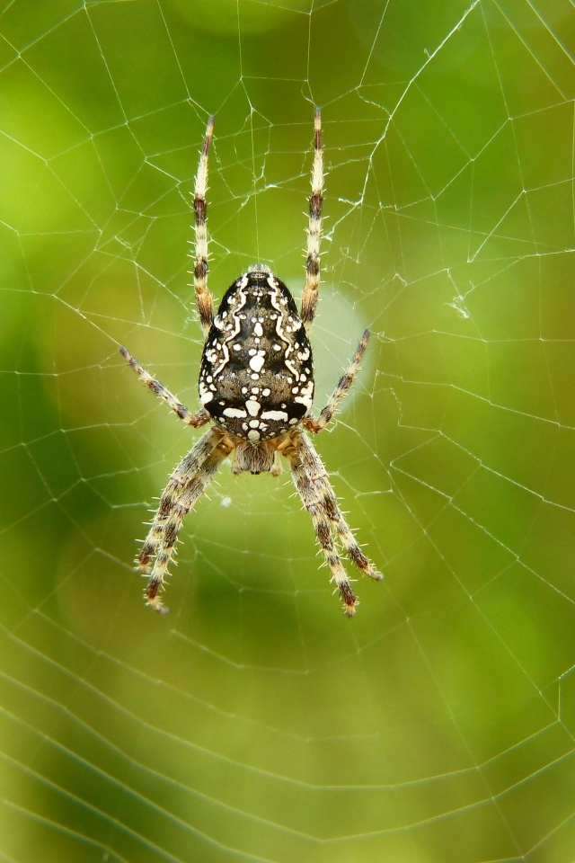 Большой паук на паутине крупным планом
