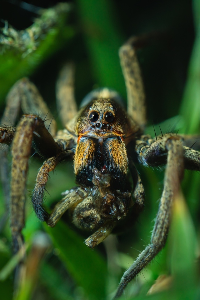Большой паук с добычей в зеленых листьях