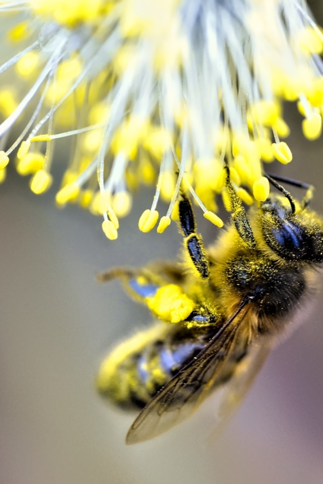 Маленькая пчела собирает пыльцу на цветке