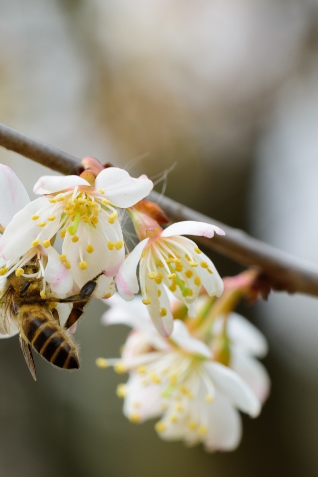 Маленькая пчела опыляет цветок вишни 