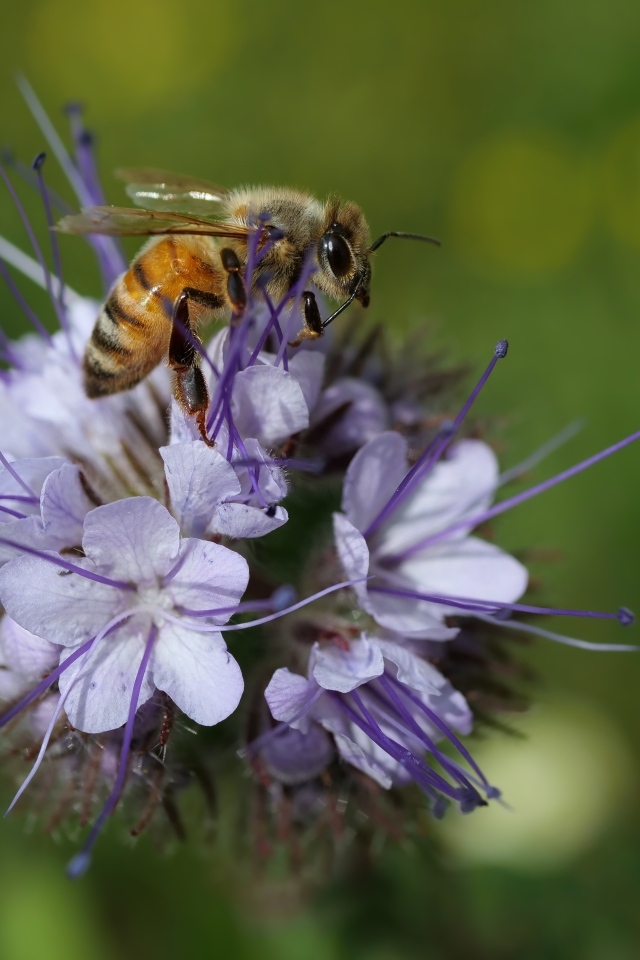 Маленькая пчела сидит на синем цветке