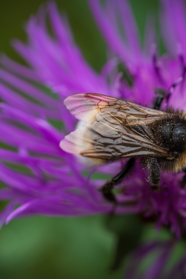 Маленький шмель опыляет розовый цветок
