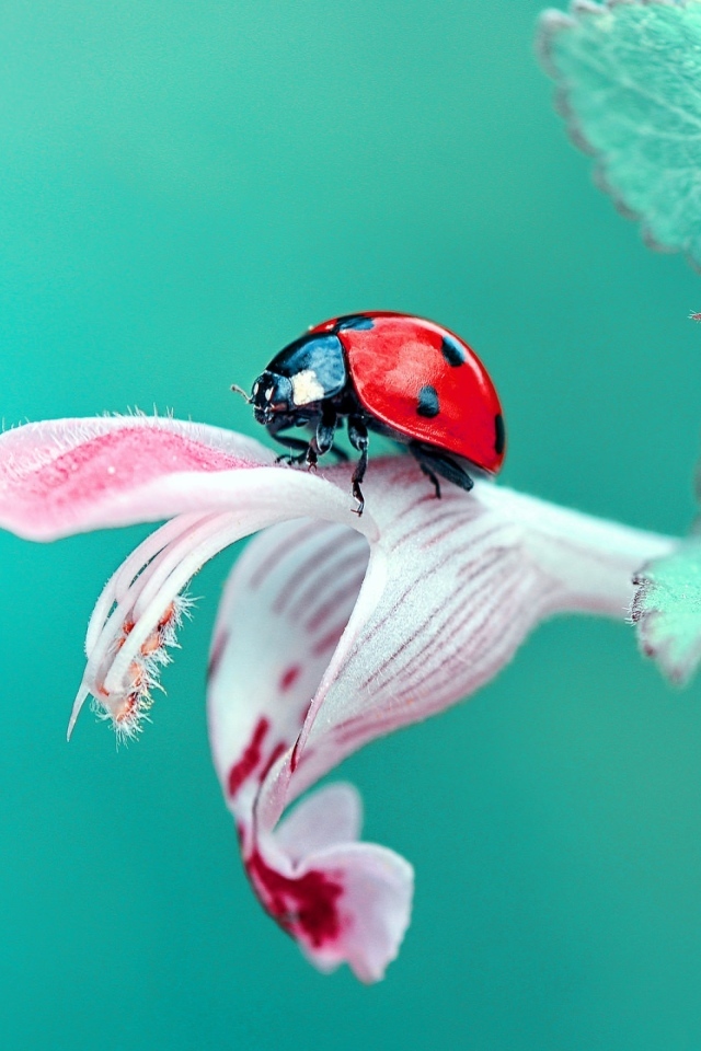 Маленькая красная божья коровка сидит на розовом цветке