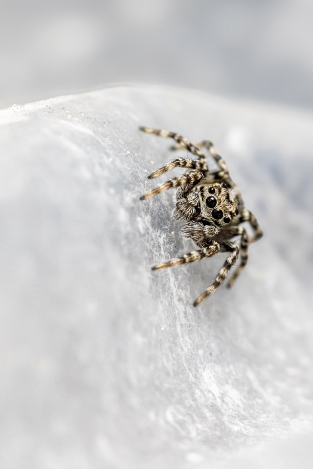 Маленький паук с черными глазами