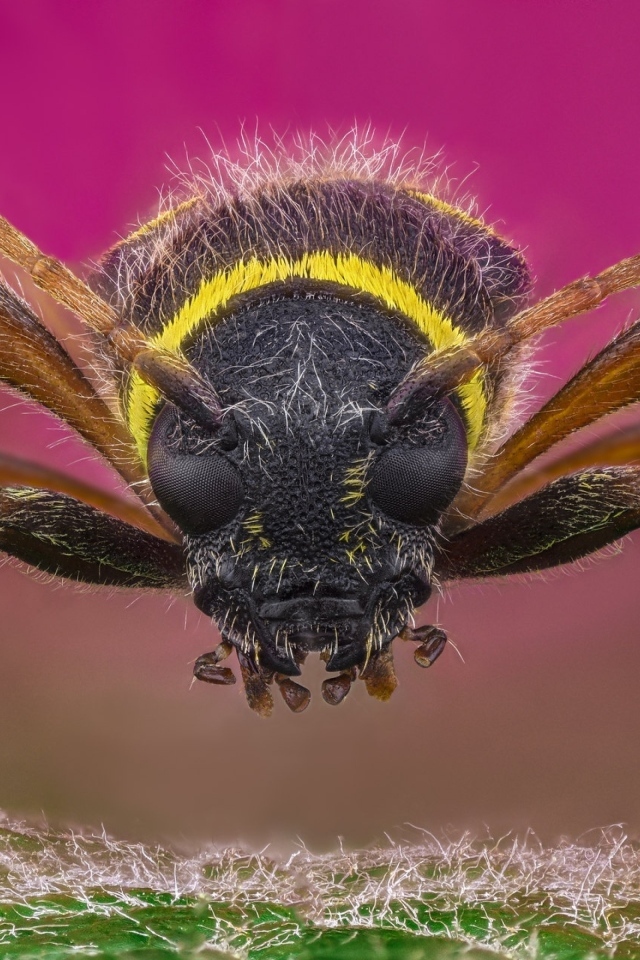Макросъемка осы на розовом фоне