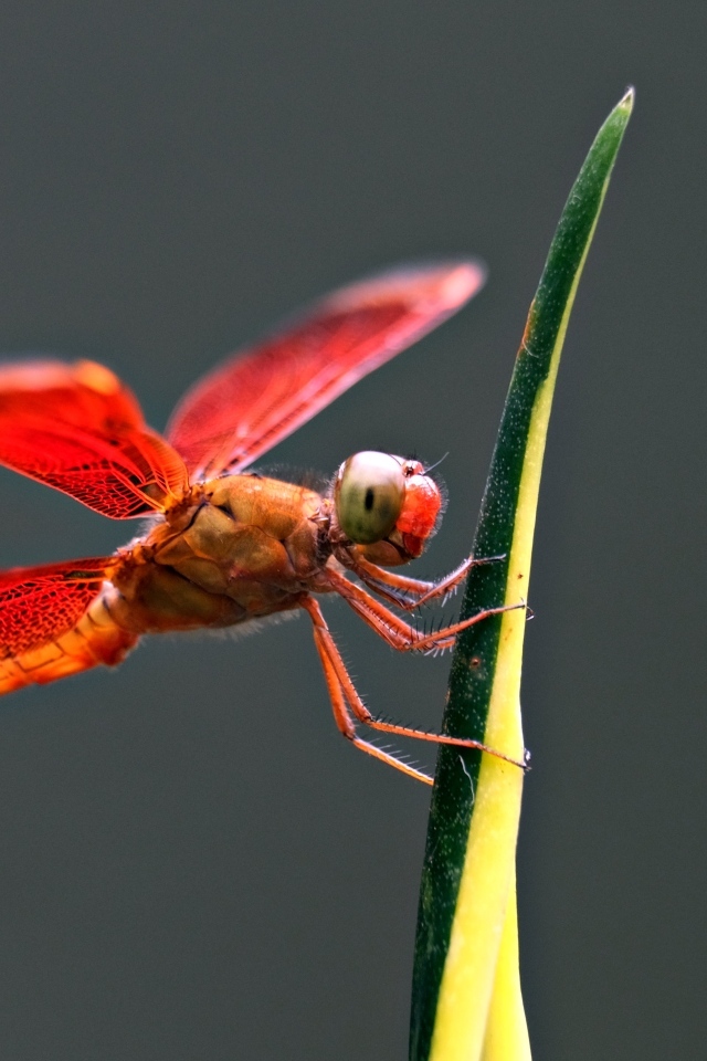 Красная стрекоза на зеленом листке