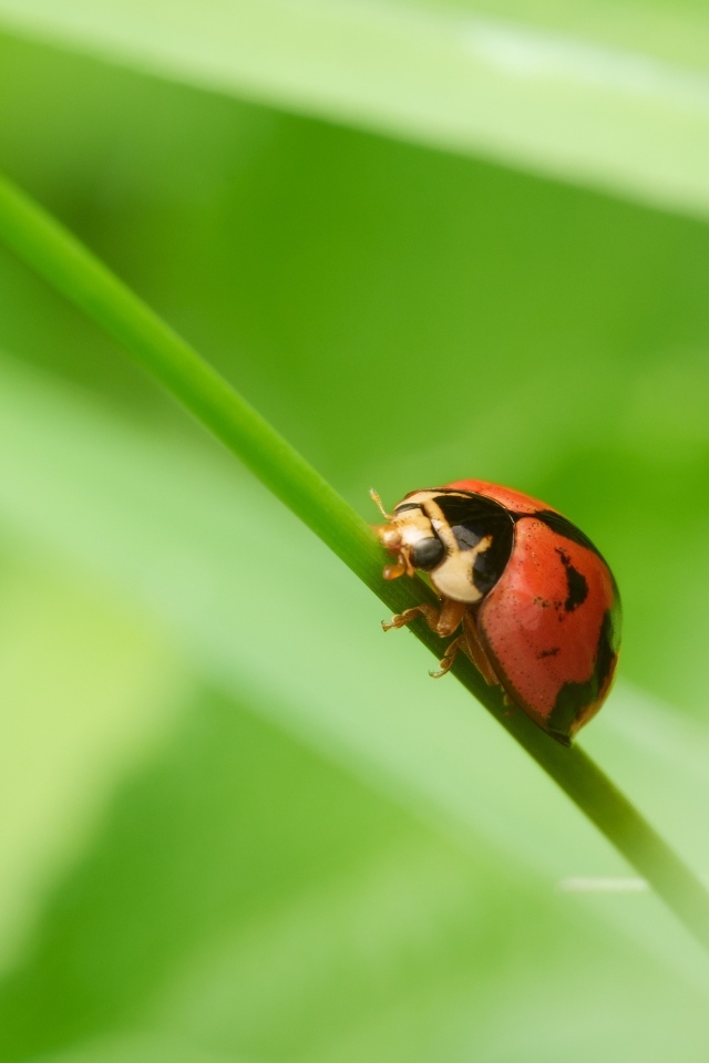 Красная божья коровка на зеленой траве
