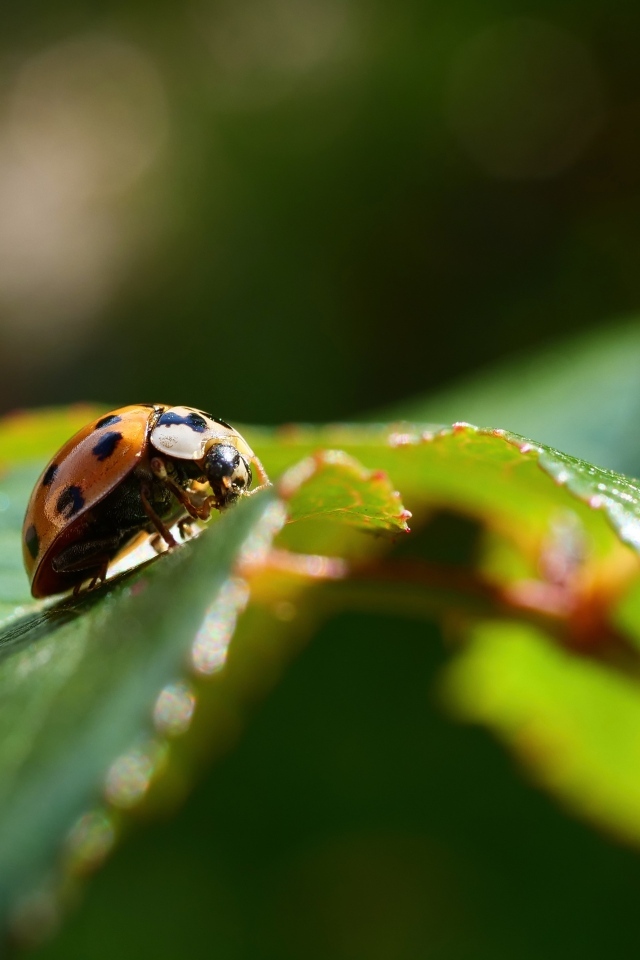 Красная божья коровка сидит на зеленом листке