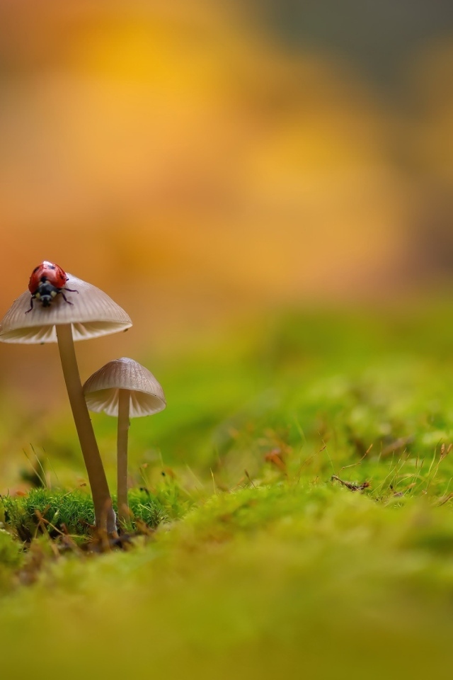 Красная маленькая божья коровка сидит на грибе