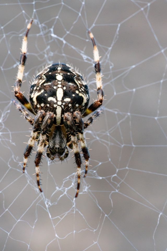 Паук на узорной паутине крупным планом