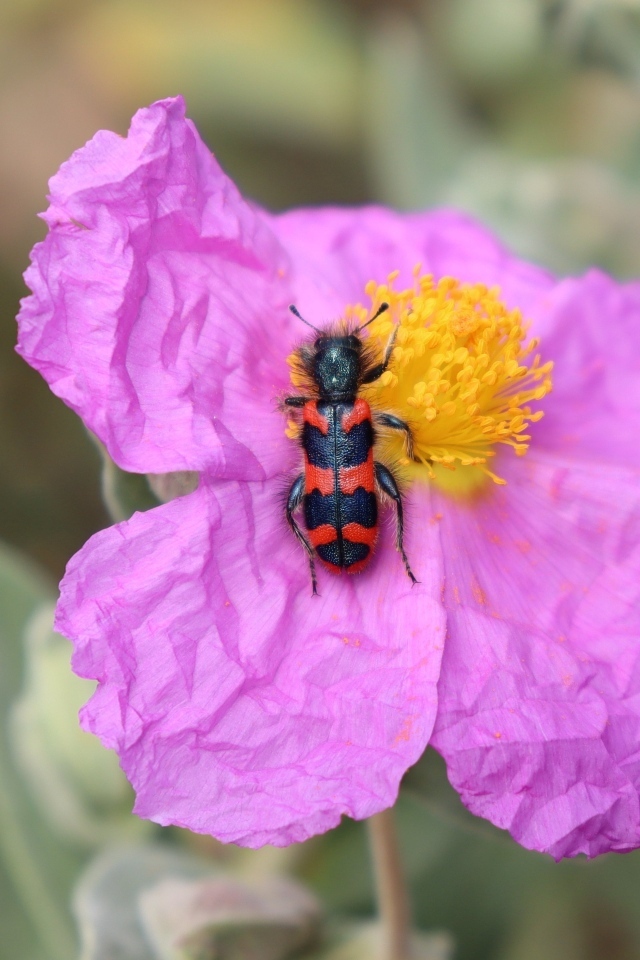 Полосатый жук сидит на розовом цветке