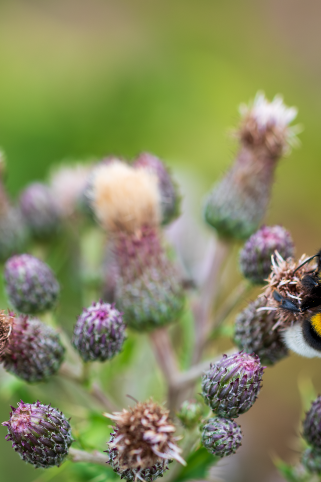 Полосатый шмель сидит на колючем цветке