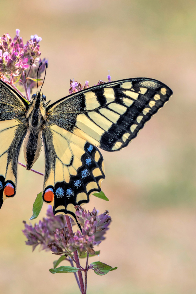 Бабочка махаон сидит на розовом цветке 