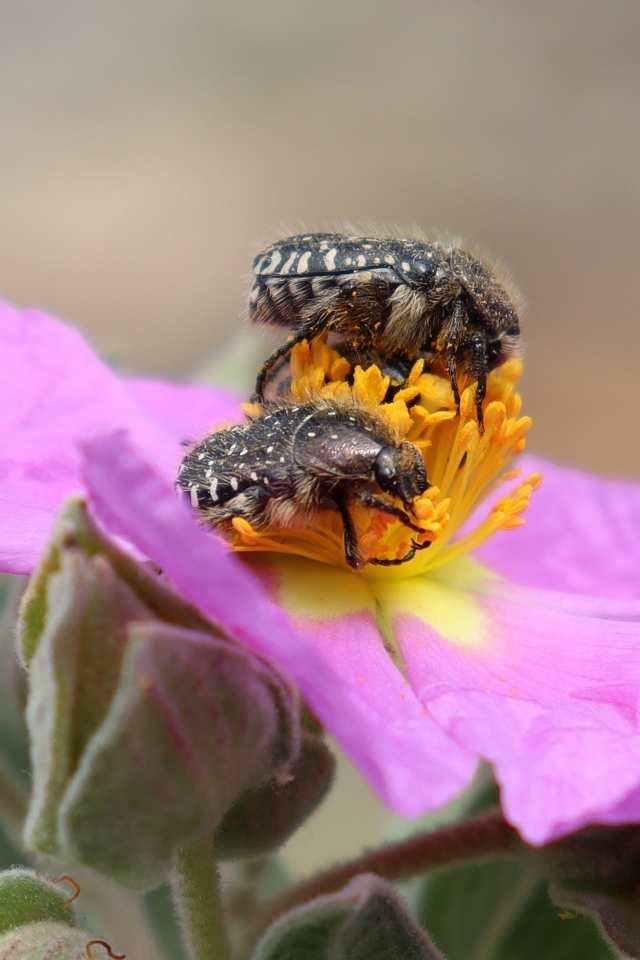 Два черных жука на розовом цветке