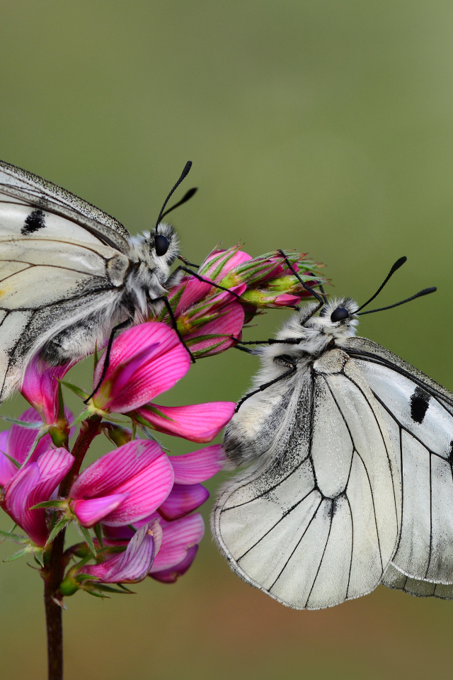 Две бабочки капустницы сидят на розовом цветке