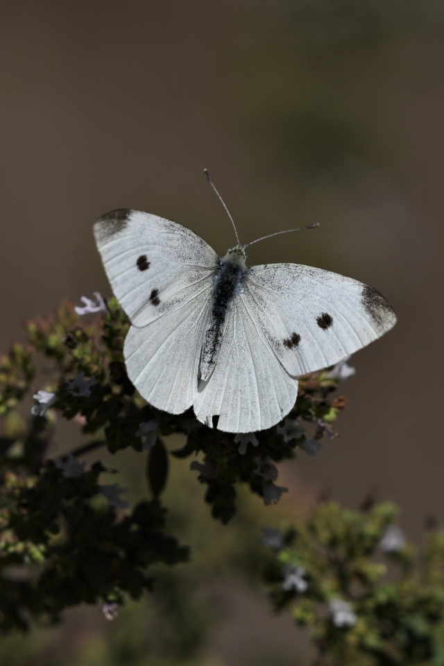 Белая бабочка капустница сидит на растении