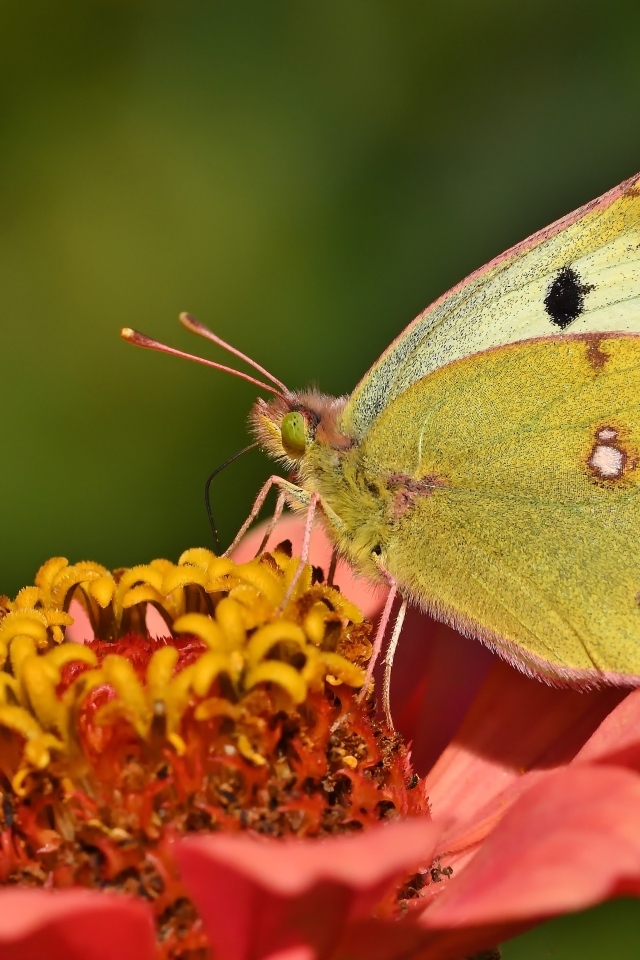 Желтая бабочка сидит на розовом цветке циннии 
