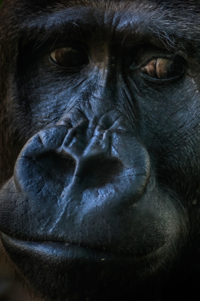 Большая грустная черная горилла