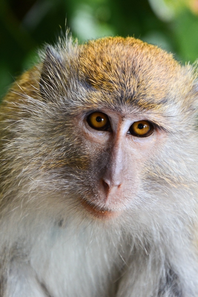 Взгляд большой макаки вблизи