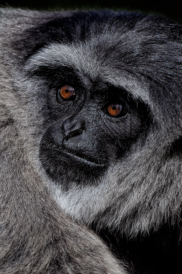 Большой серебристый гиббон крупным планом
