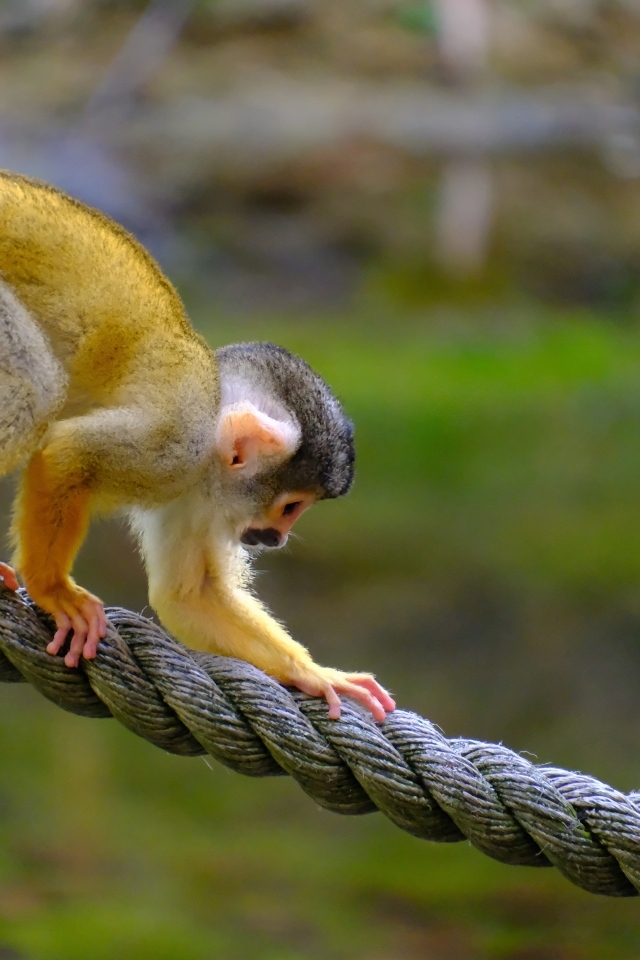 Маленькая обезьянка на канате