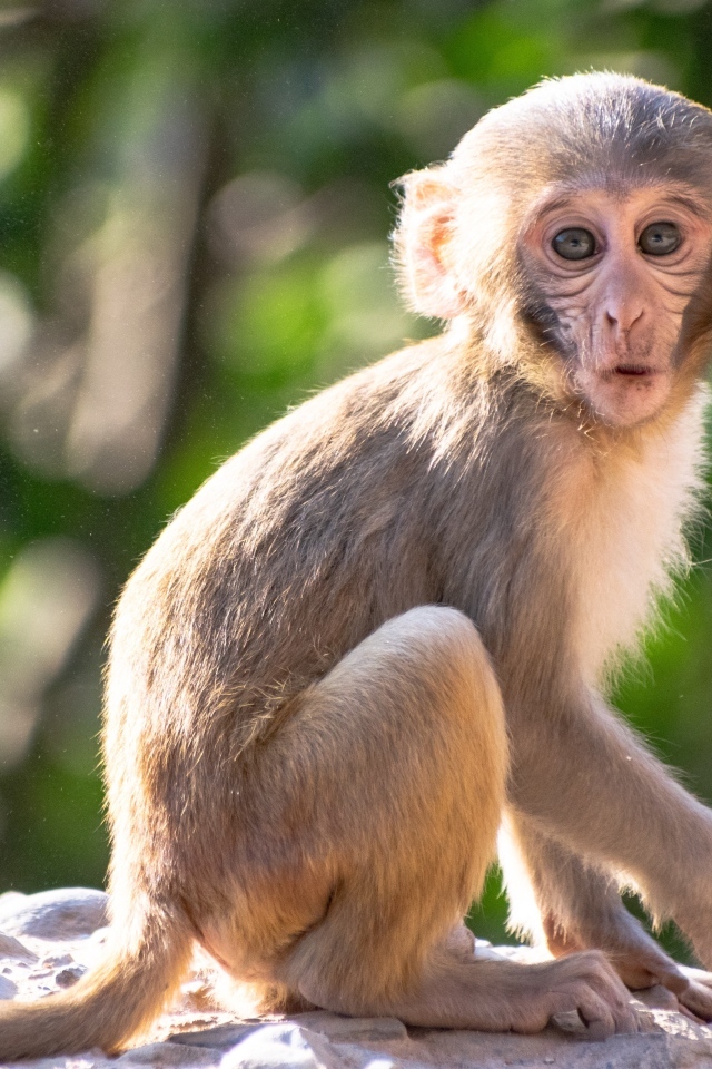 Маленькая обезьяна сидит на камне