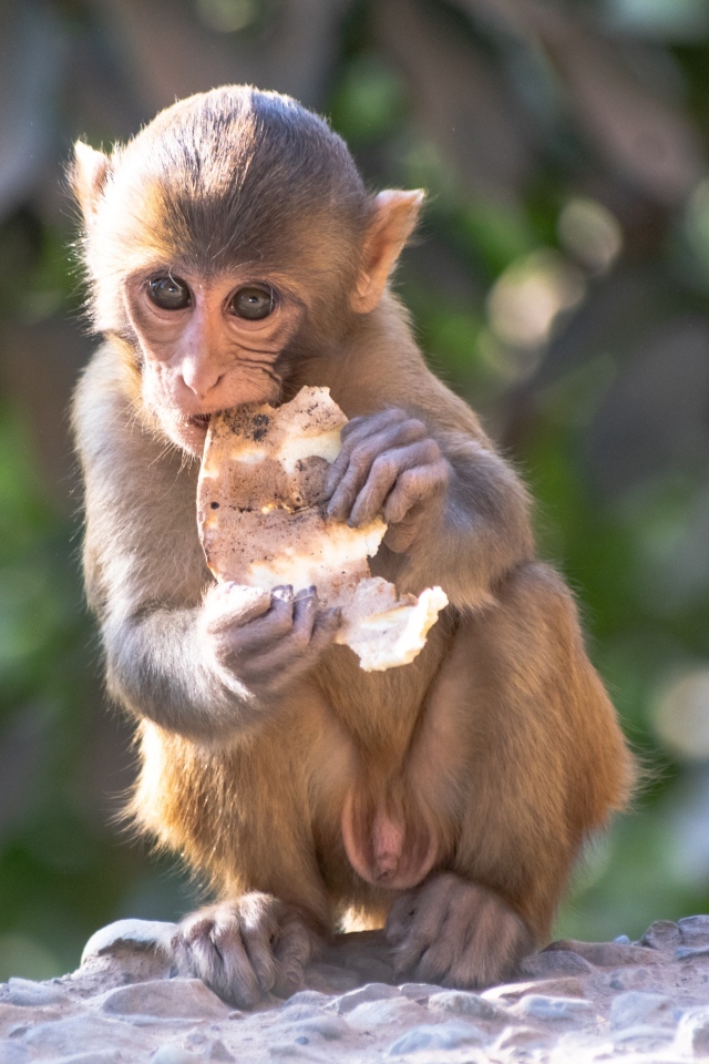 Маленькая обезьянка с едой