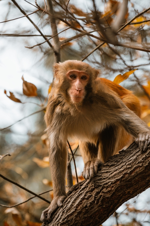 Обезьяна на дереве в ветках