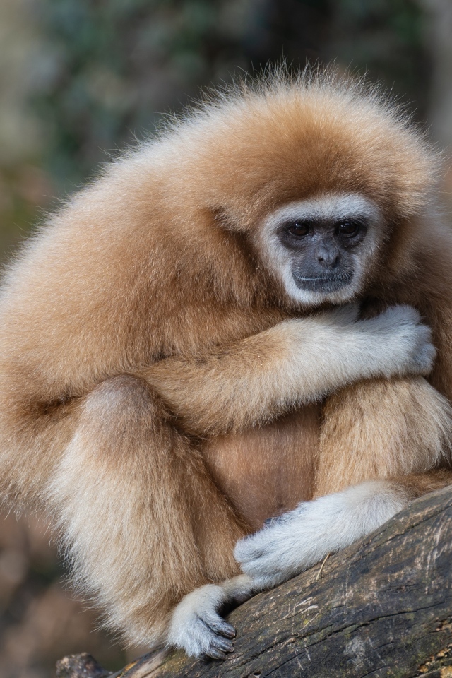 Грустный гиббон сидит на ветке