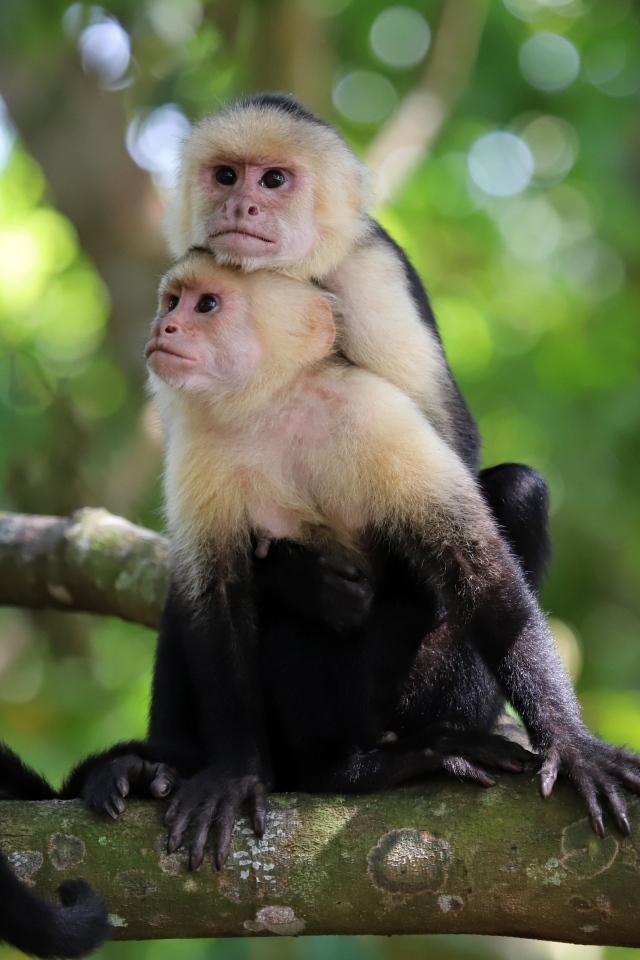 Две обезьяны капуцин сидят на ветке