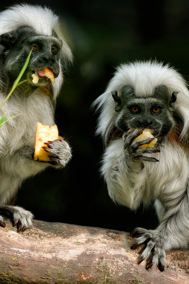 Две обезьяны хлопковый тамарин