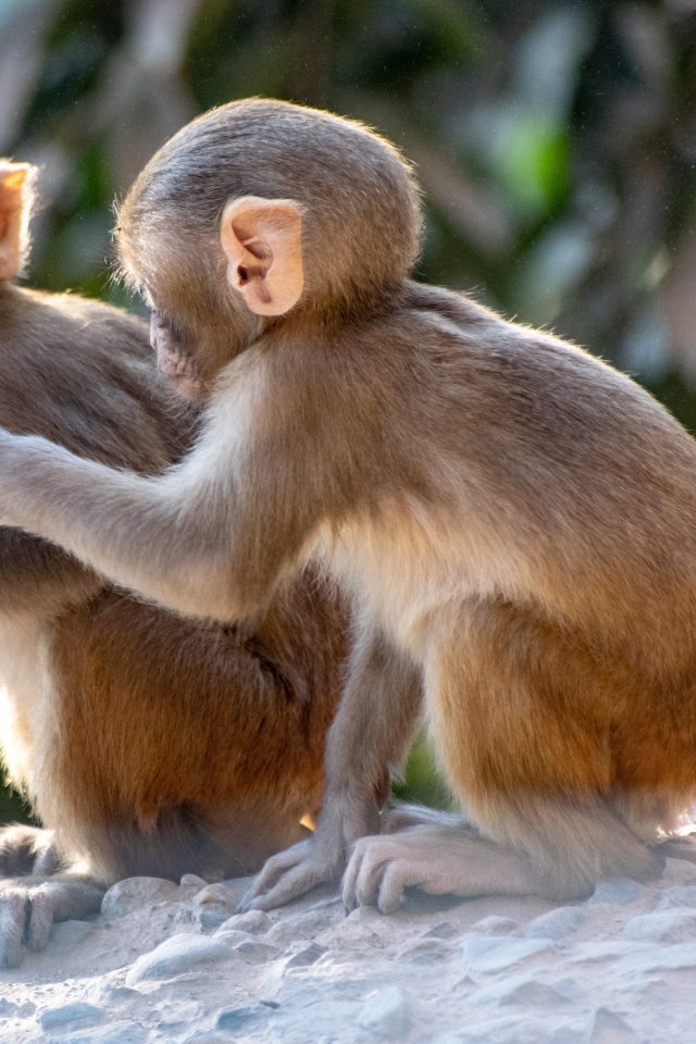 Две маленькие обезьяны сидят на камне