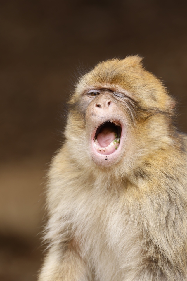 Зевающая обезьяна крупным планом