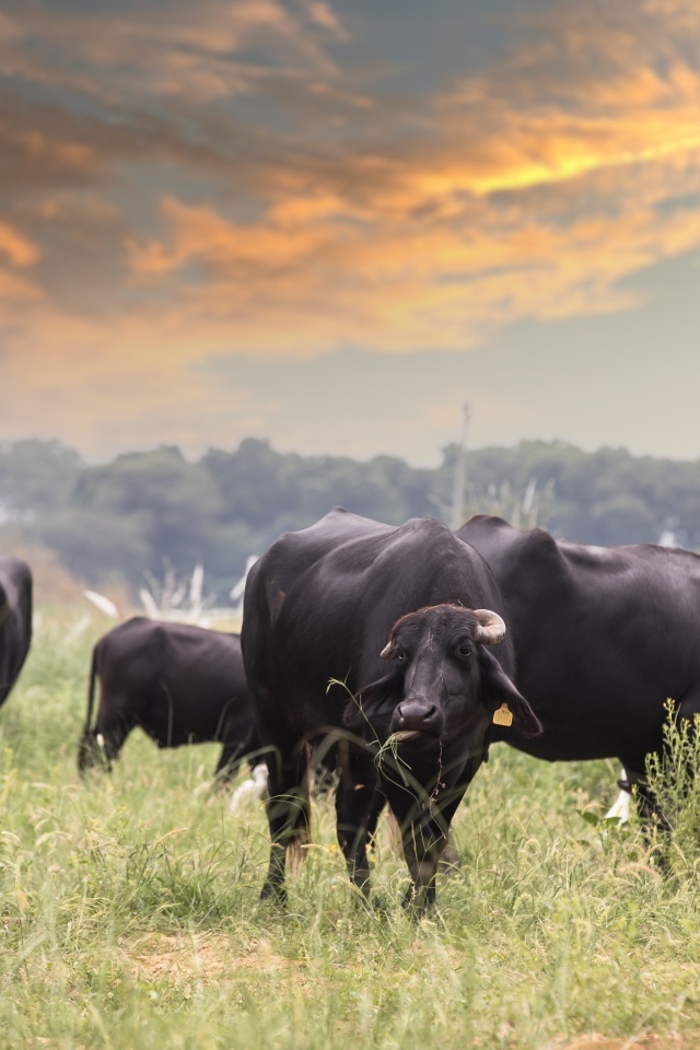 Большие черные быки на фоне неба