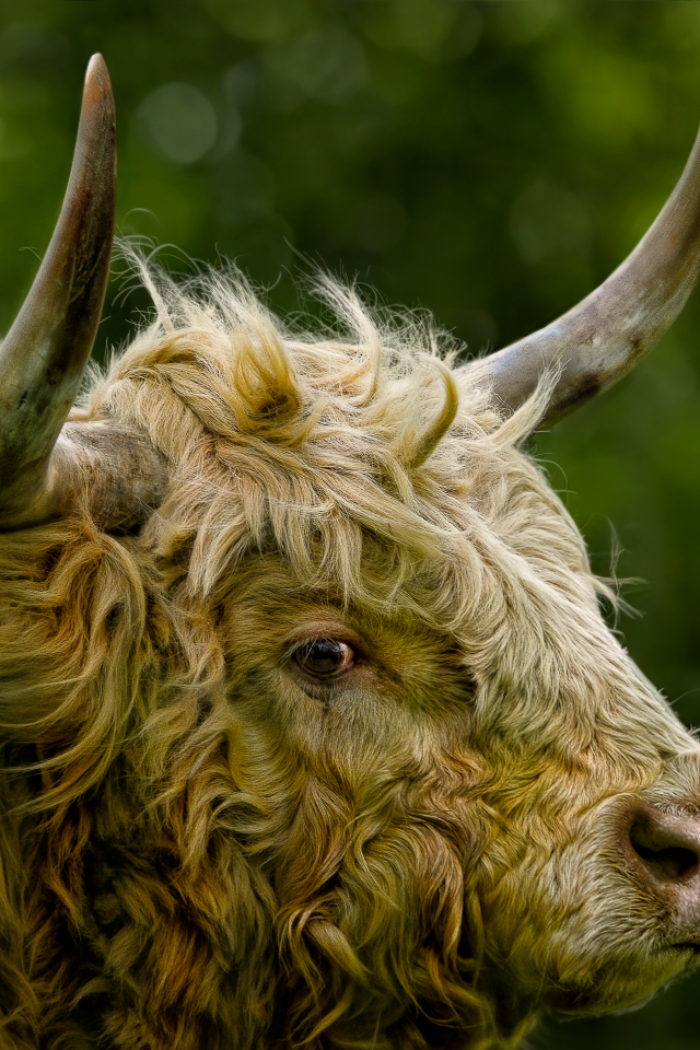 Большой лохматый бык с большими рогами