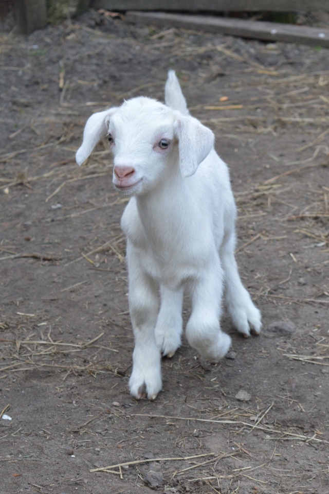 Милый маленький белый козленок