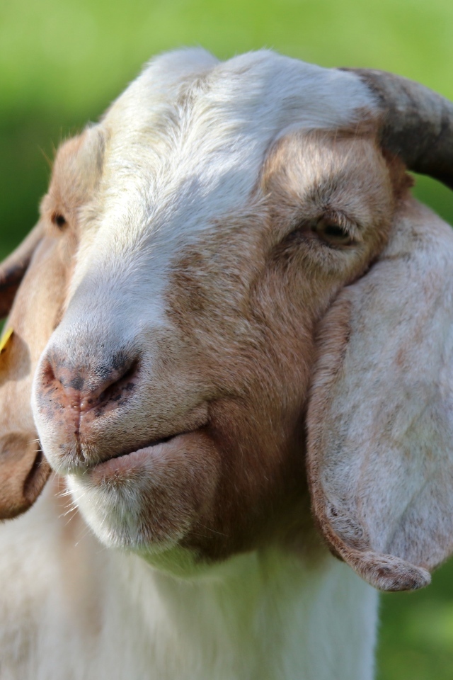 Домашняя коза крупным планом