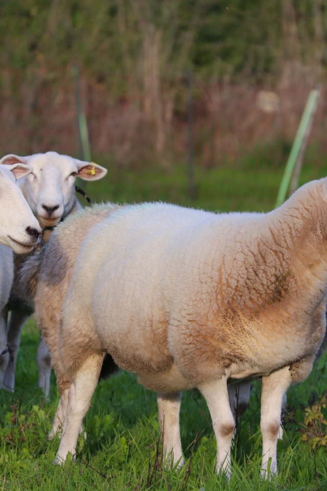 Пушистые овцы на зеленой траве