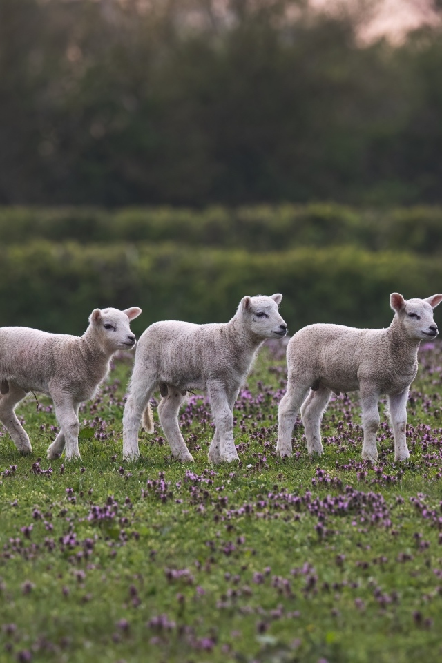 Маленькие овечки на поле с цветами