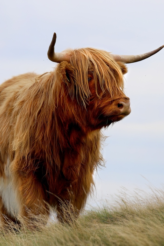 Лохматая высокогорная корова