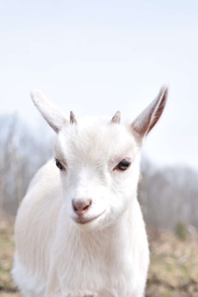 Белый домашний козленок с маленькими рожками