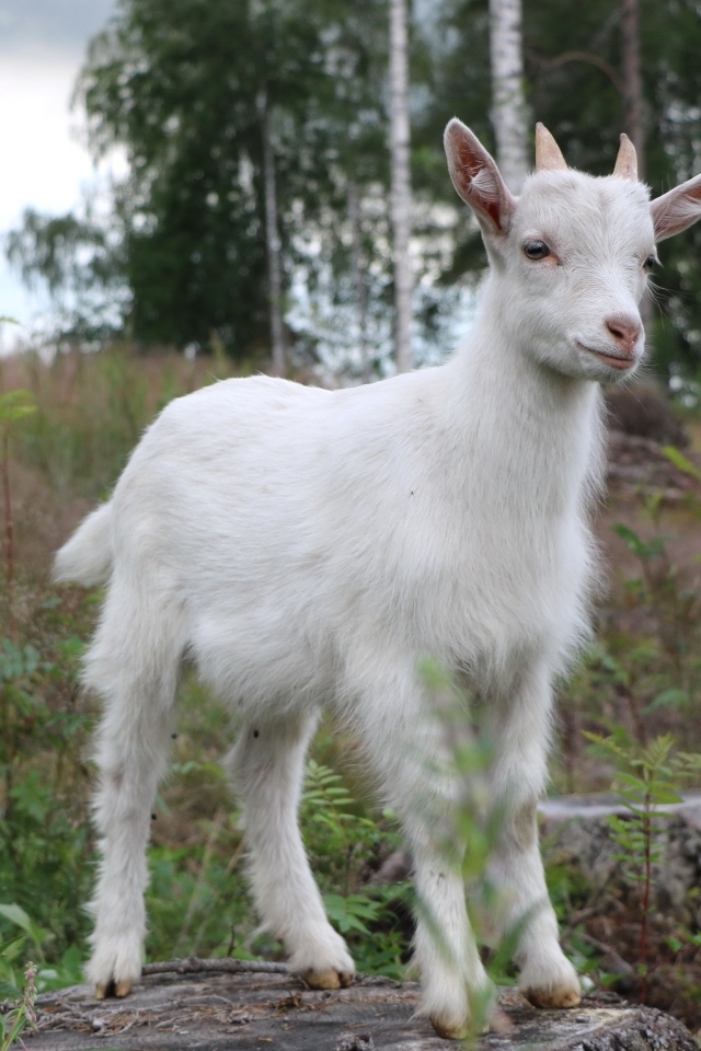 Белый козленок стоит на камне