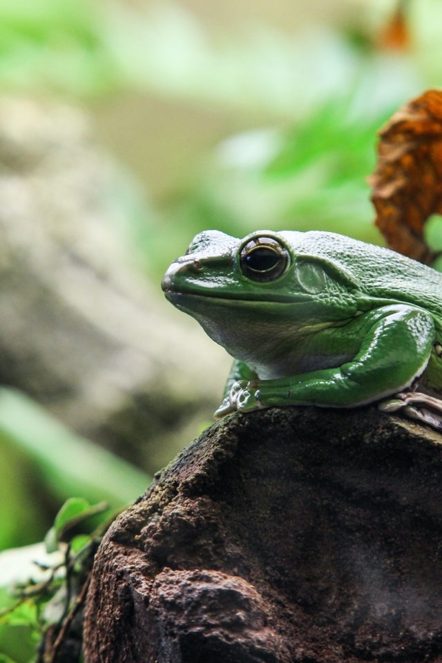 Большая зеленая лягушка сидит на камне