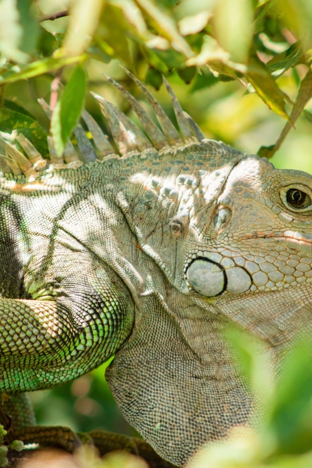 Большая зеленая игуана сидит в ветках дерева