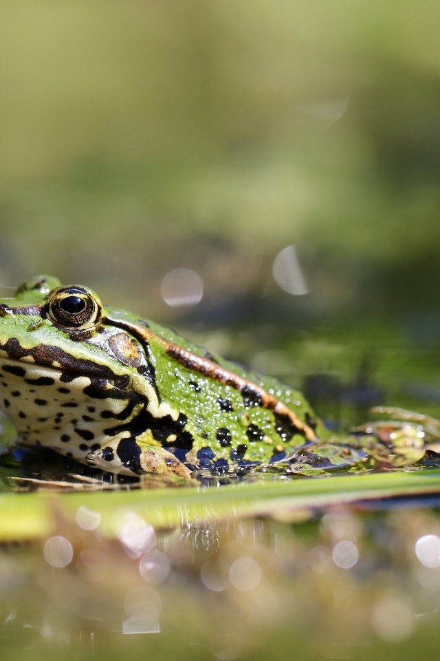 Жаба сидит на листке в пруду