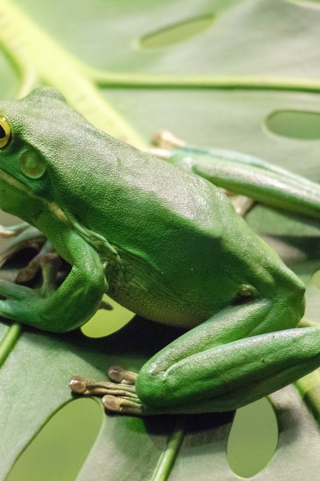 Большая зеленая лягушка сидит на листе
