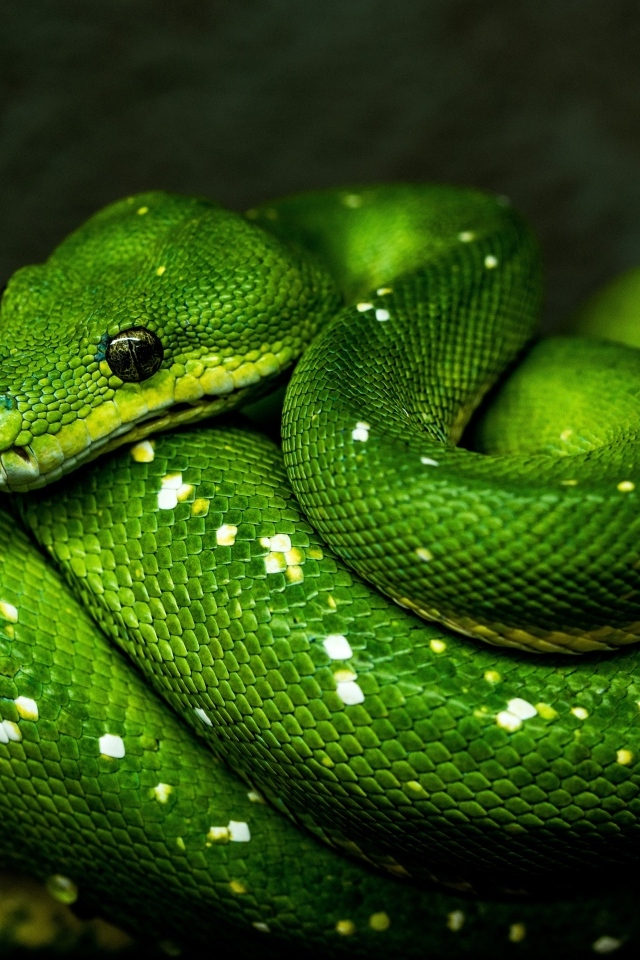 Большая зеленая змея на ветке дерева