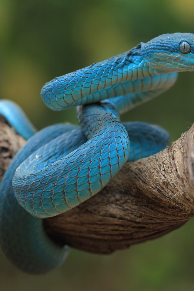 Голубая змея висит на ветке дерева